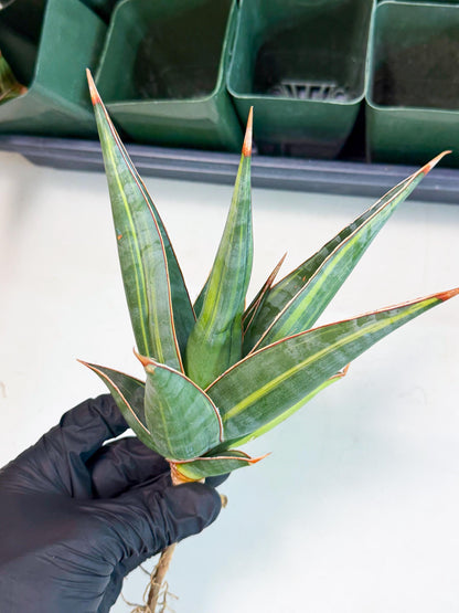 Sansevieria Pinguicula Var (2) | ONLY for ADVANCE GROWER