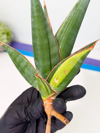 Sansevieria Pinguicula Var (2) | ONLY for ADVANCE GROWER