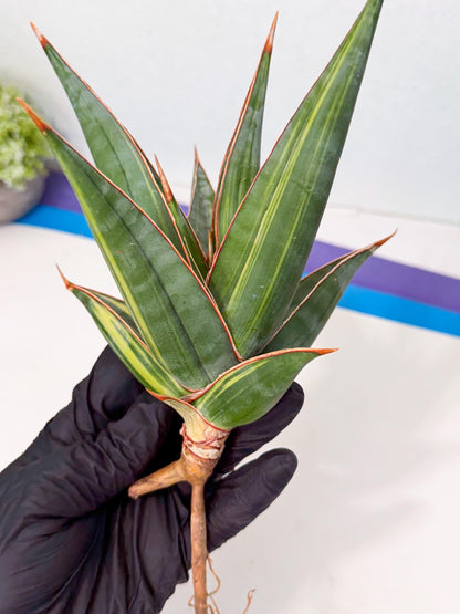 Sansevieria Pinguicula Var (2) | ONLY for ADVANCE GROWER