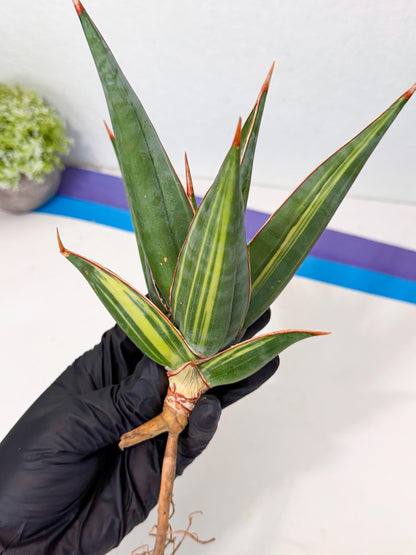 Sansevieria Pinguicula Var (2) | ONLY for ADVANCE GROWER