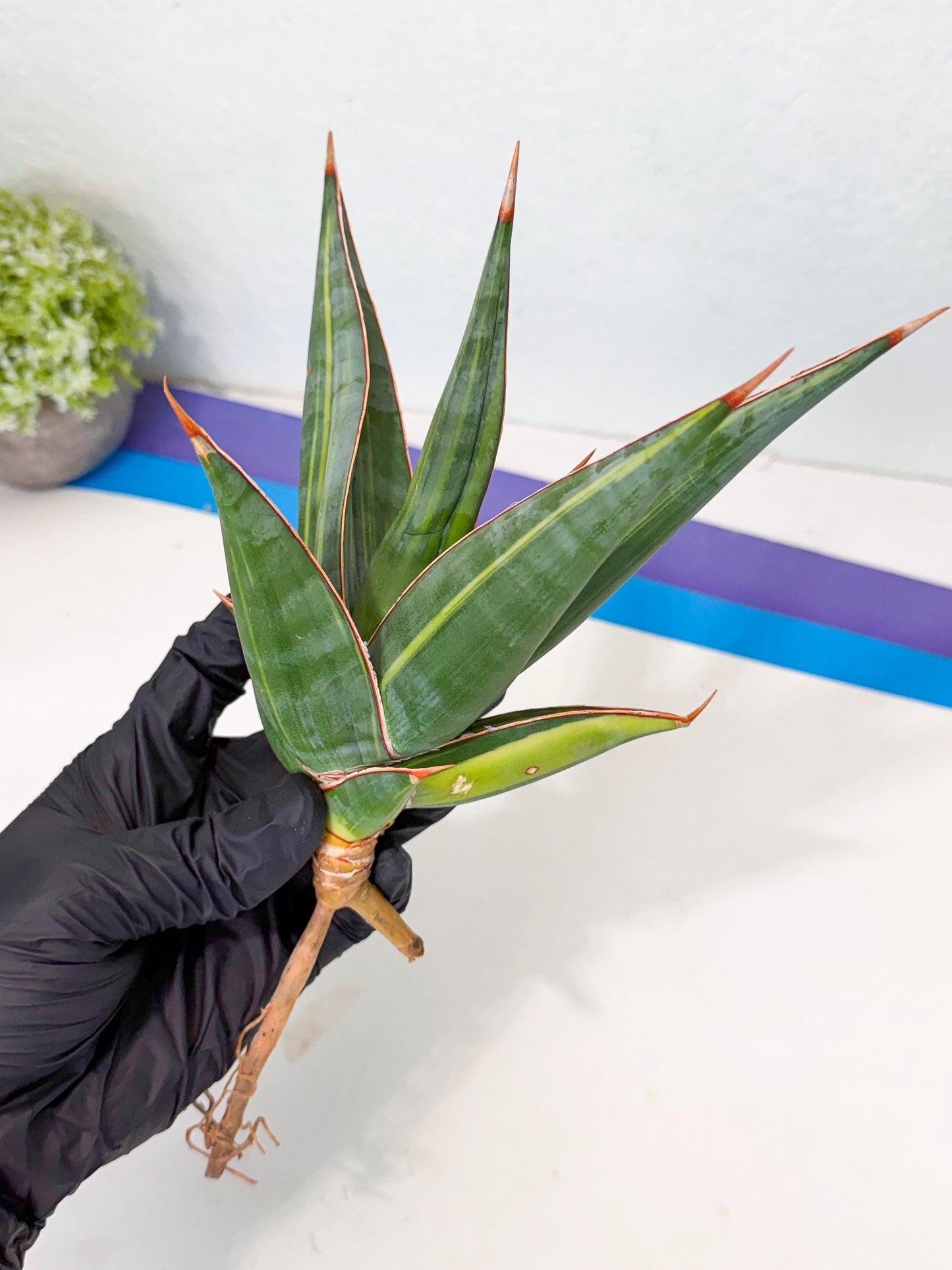 Sansevieria Pinguicula Var (2) | ONLY for ADVANCE GROWER