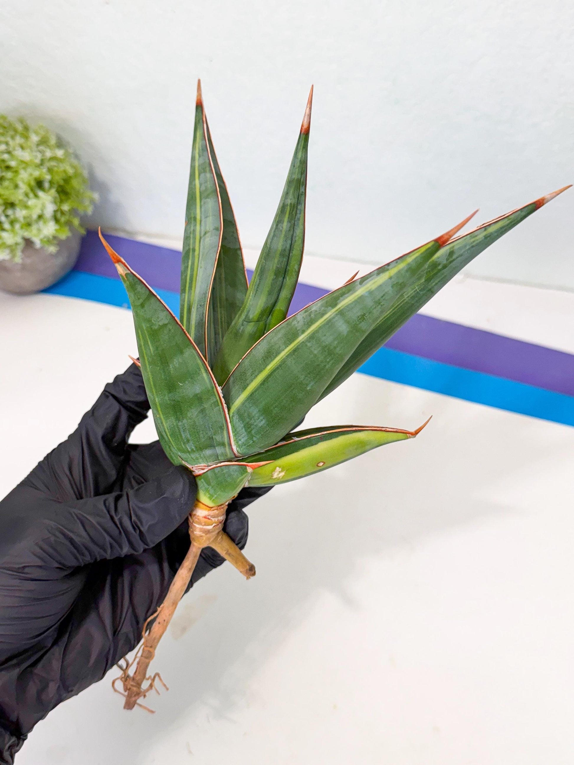 Sansevieria Pinguicula Var (2) | ONLY for ADVANCE GROWER