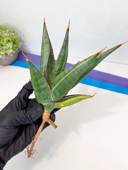 Sansevieria Pinguicula Var (2) | ONLY for ADVANCE GROWER