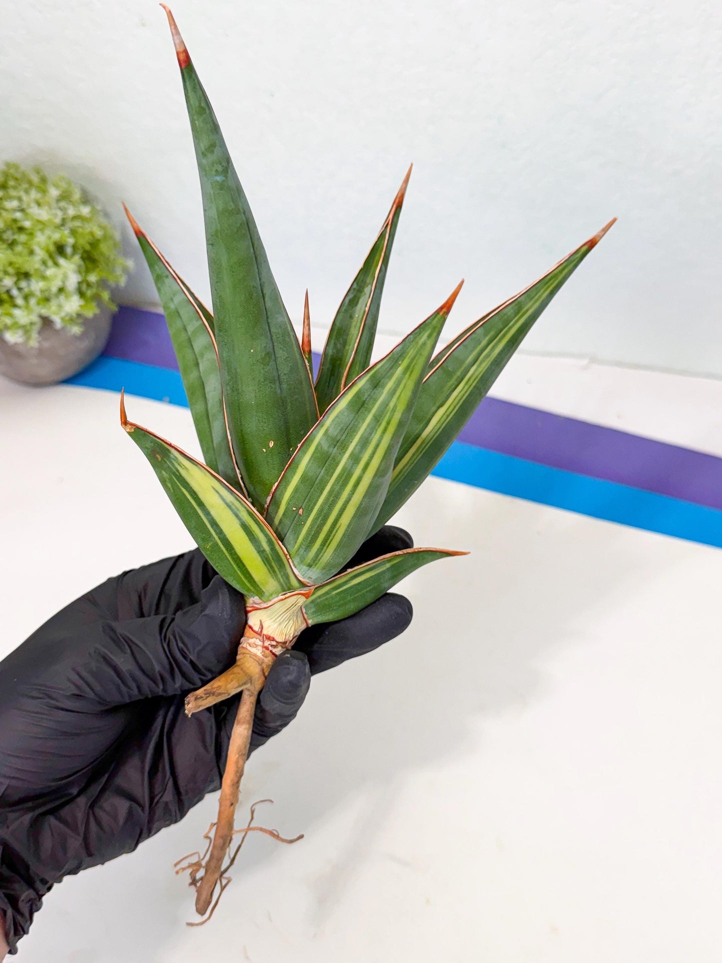 Sansevieria Pinguicula Var (2) | ONLY for ADVANCE GROWER