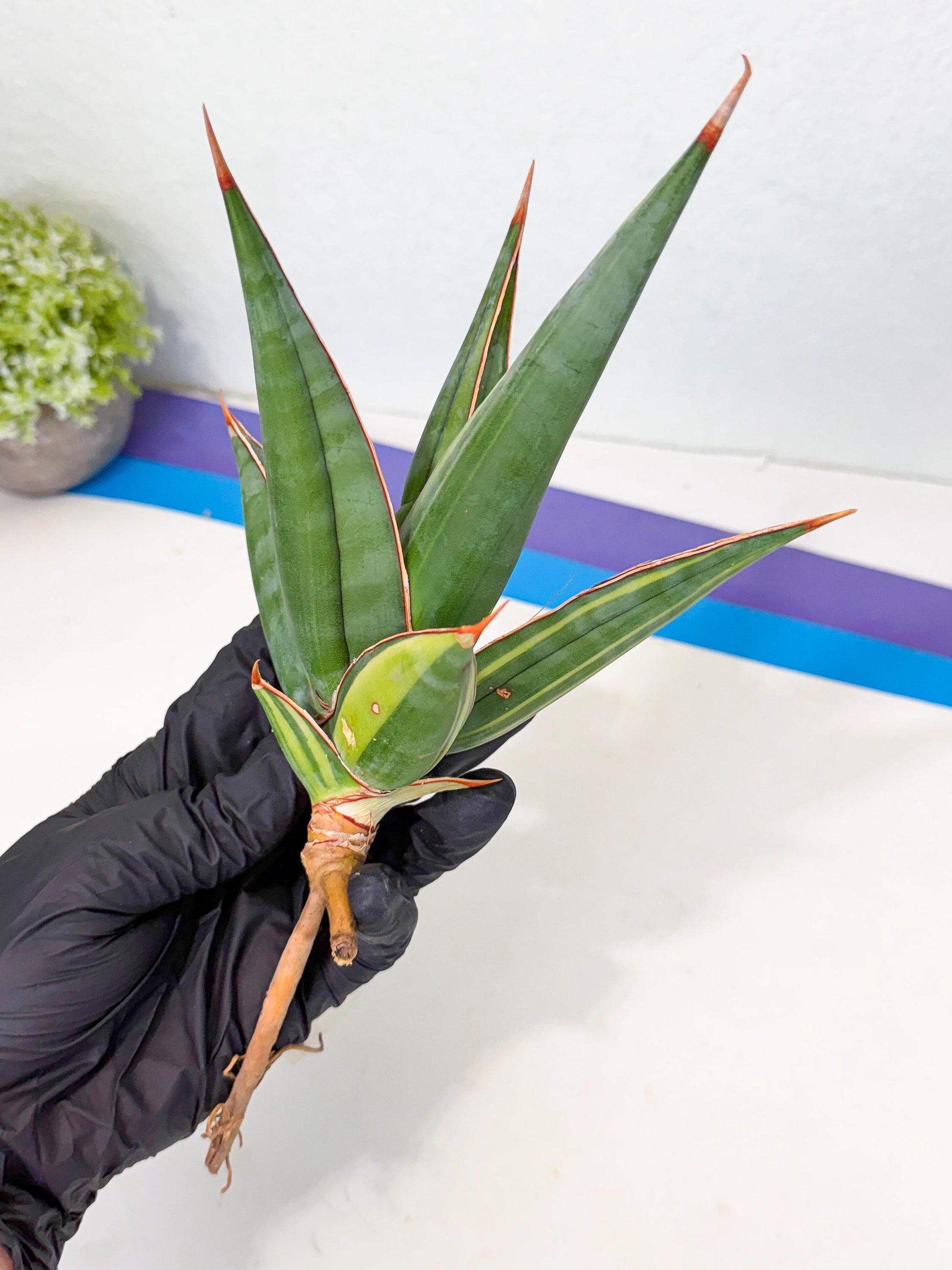 Sansevieria Pinguicula Var (2) | ONLY for ADVANCE GROWER