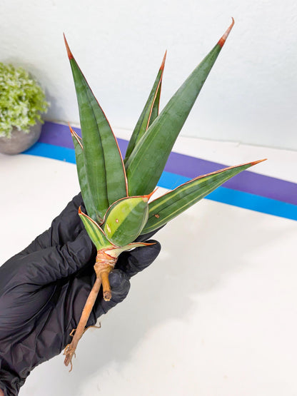 Sansevieria Pinguicula Var (2) | ONLY for ADVANCE GROWER