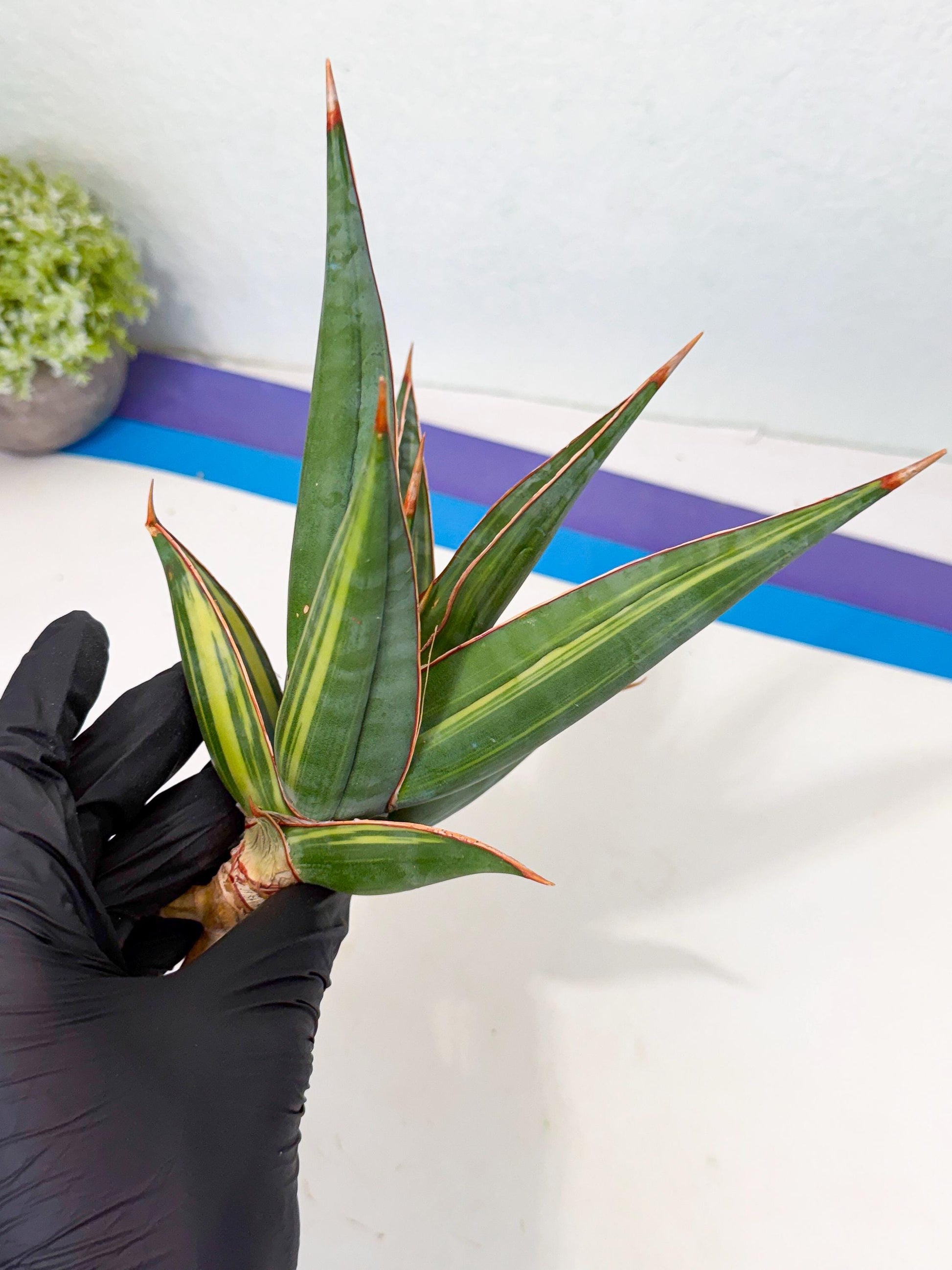Sansevieria Pinguicula Var (2) | ONLY for ADVANCE GROWER