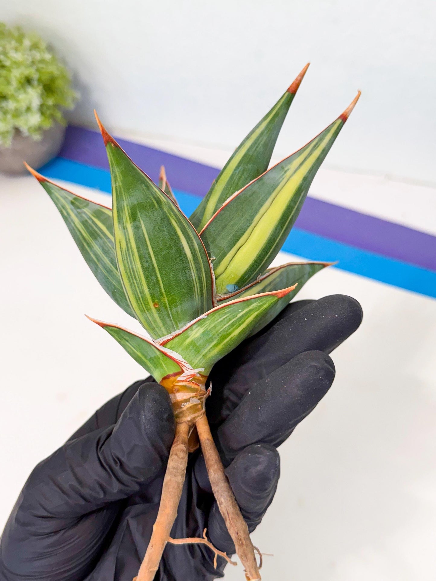 Sansevieria Pinguicula Var (3) | ONLY for ADVANCE GROWER