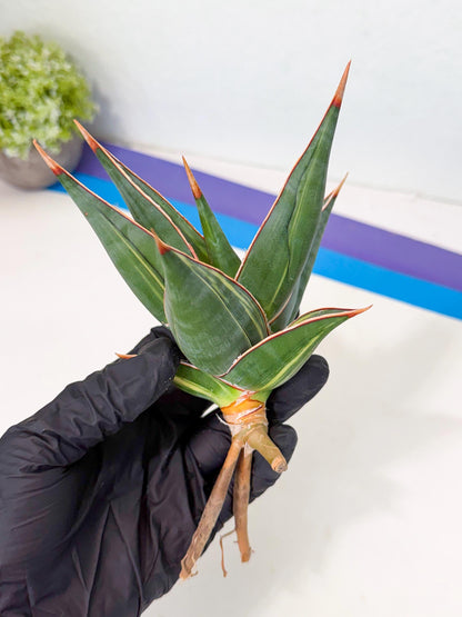 Sansevieria Pinguicula Var (3) | ONLY for ADVANCE GROWER