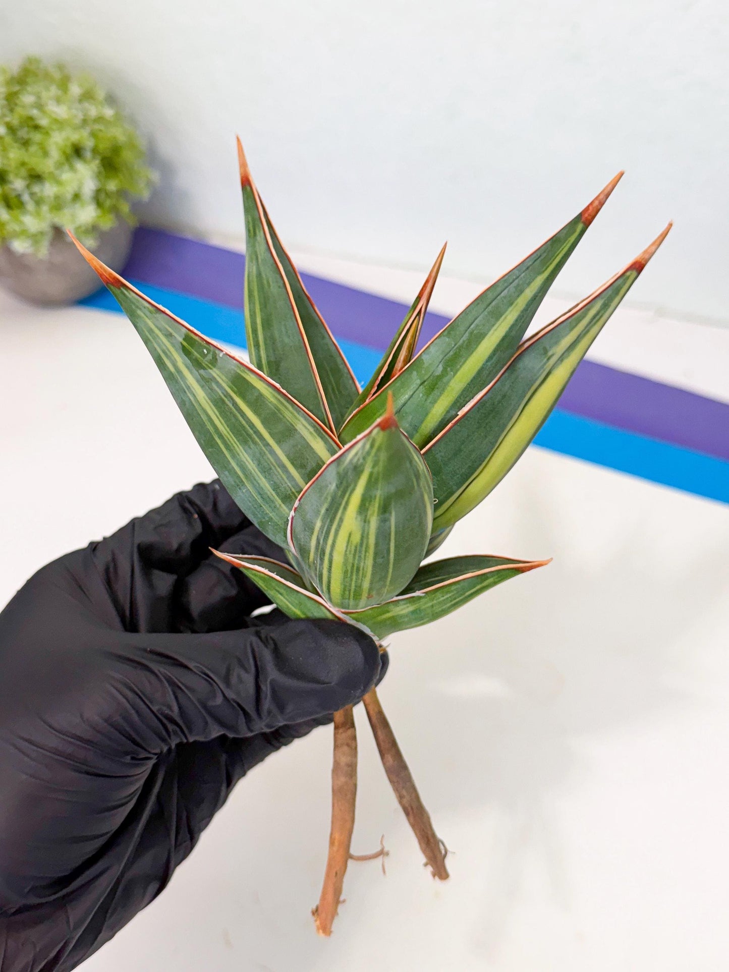 Sansevieria Pinguicula Var (3) | ONLY for ADVANCE GROWER