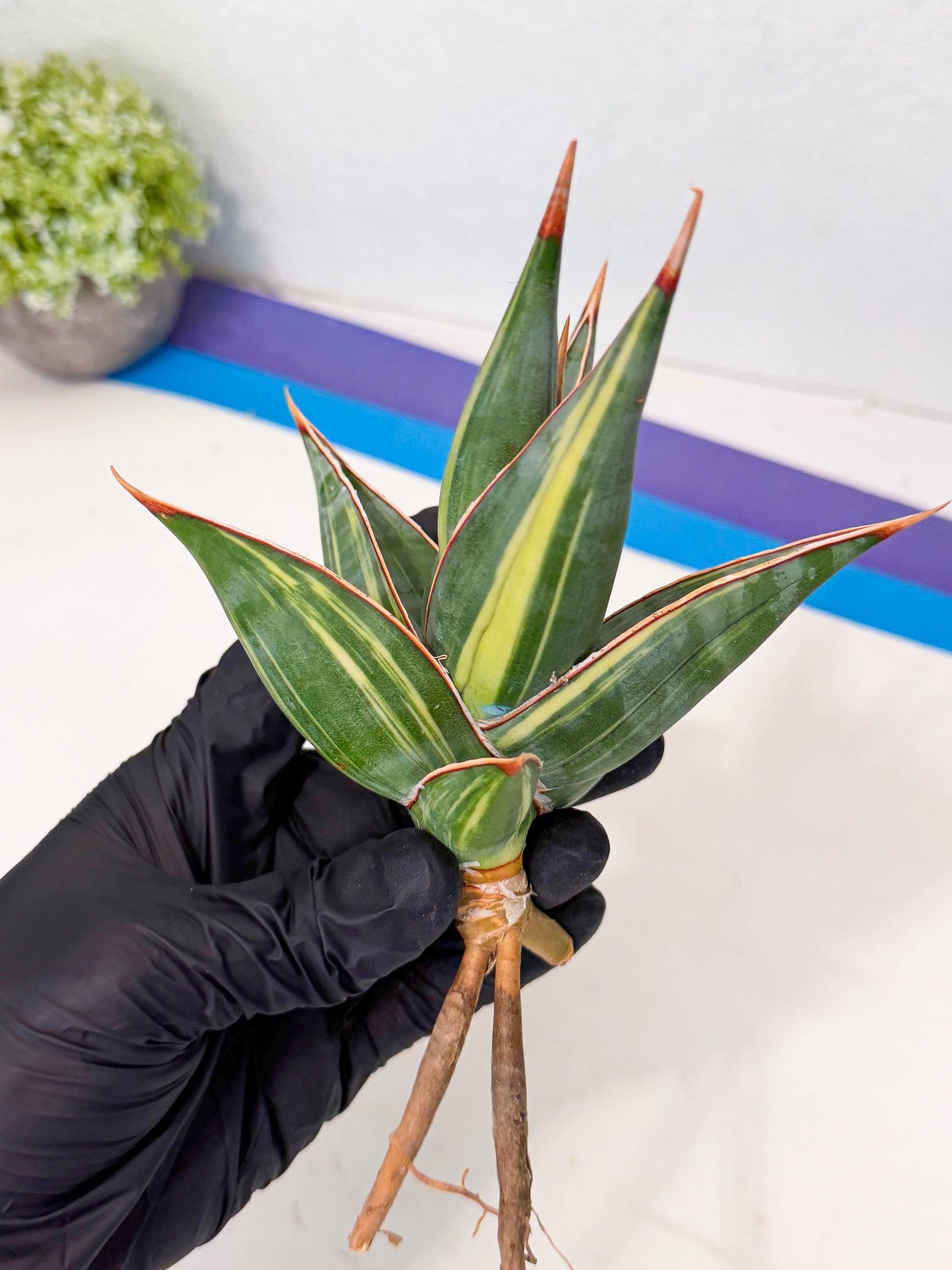Sansevieria Pinguicula Var (3) | ONLY for ADVANCE GROWER