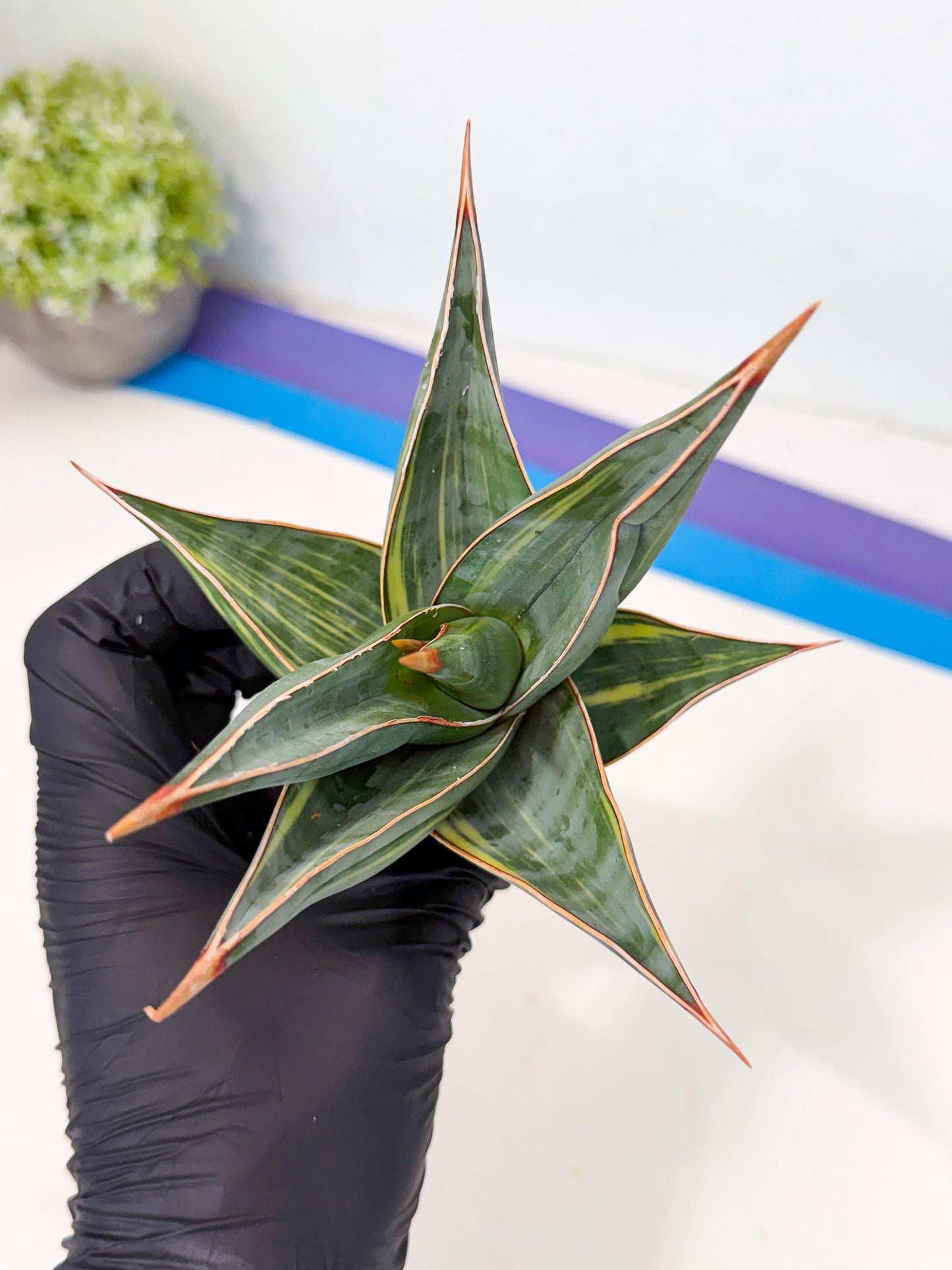 Sansevieria Pinguicula Var (3) | ONLY for ADVANCE GROWER