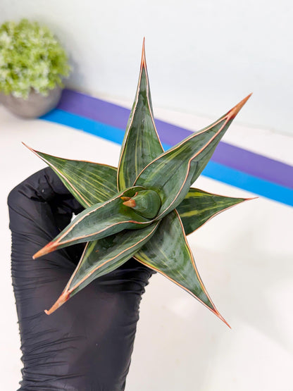 Sansevieria Pinguicula Var (3) | ONLY for ADVANCE GROWER