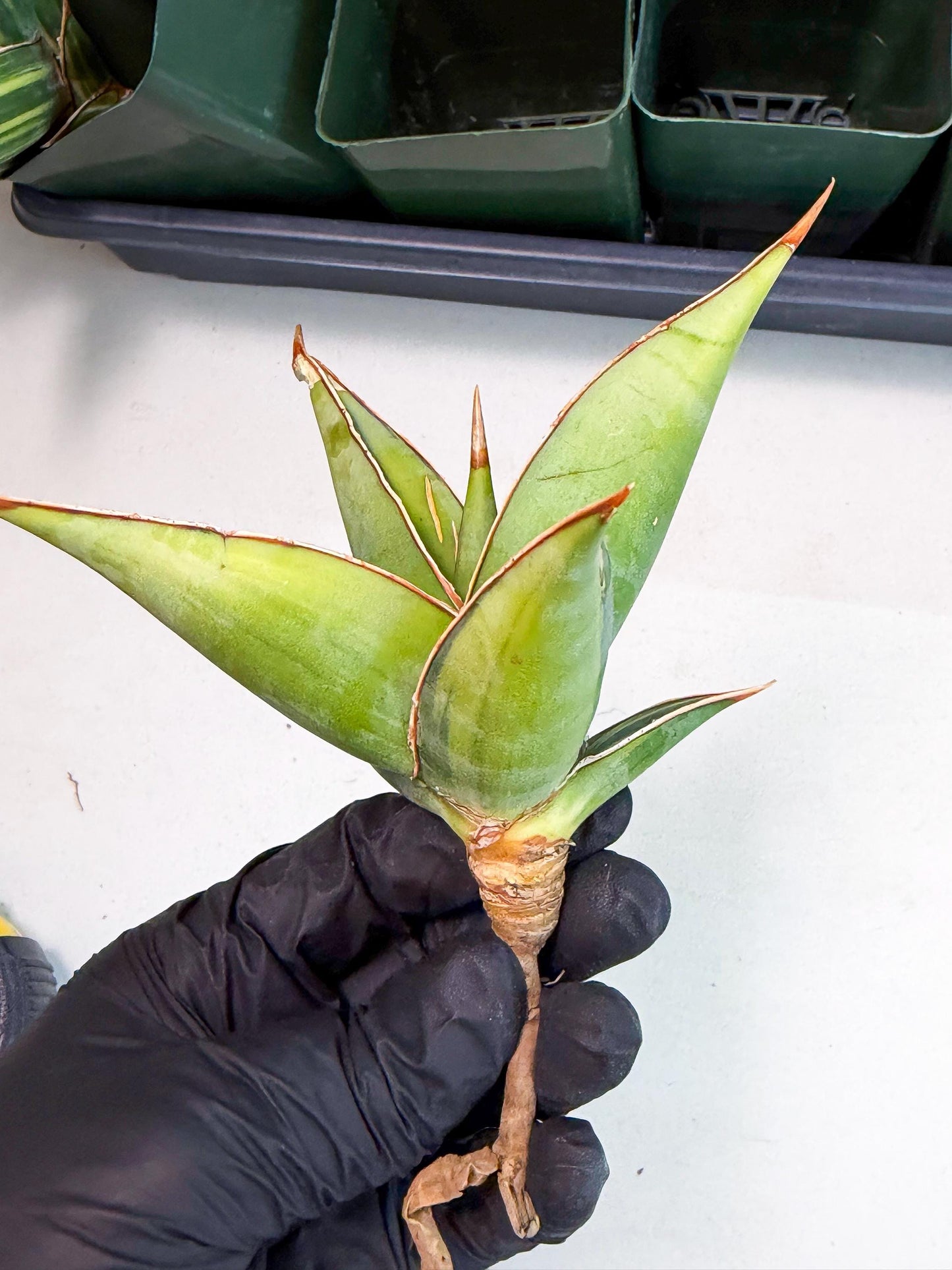 Sansevieria Pinguicula Var (5) | ONLY for ADVANCE GROWER