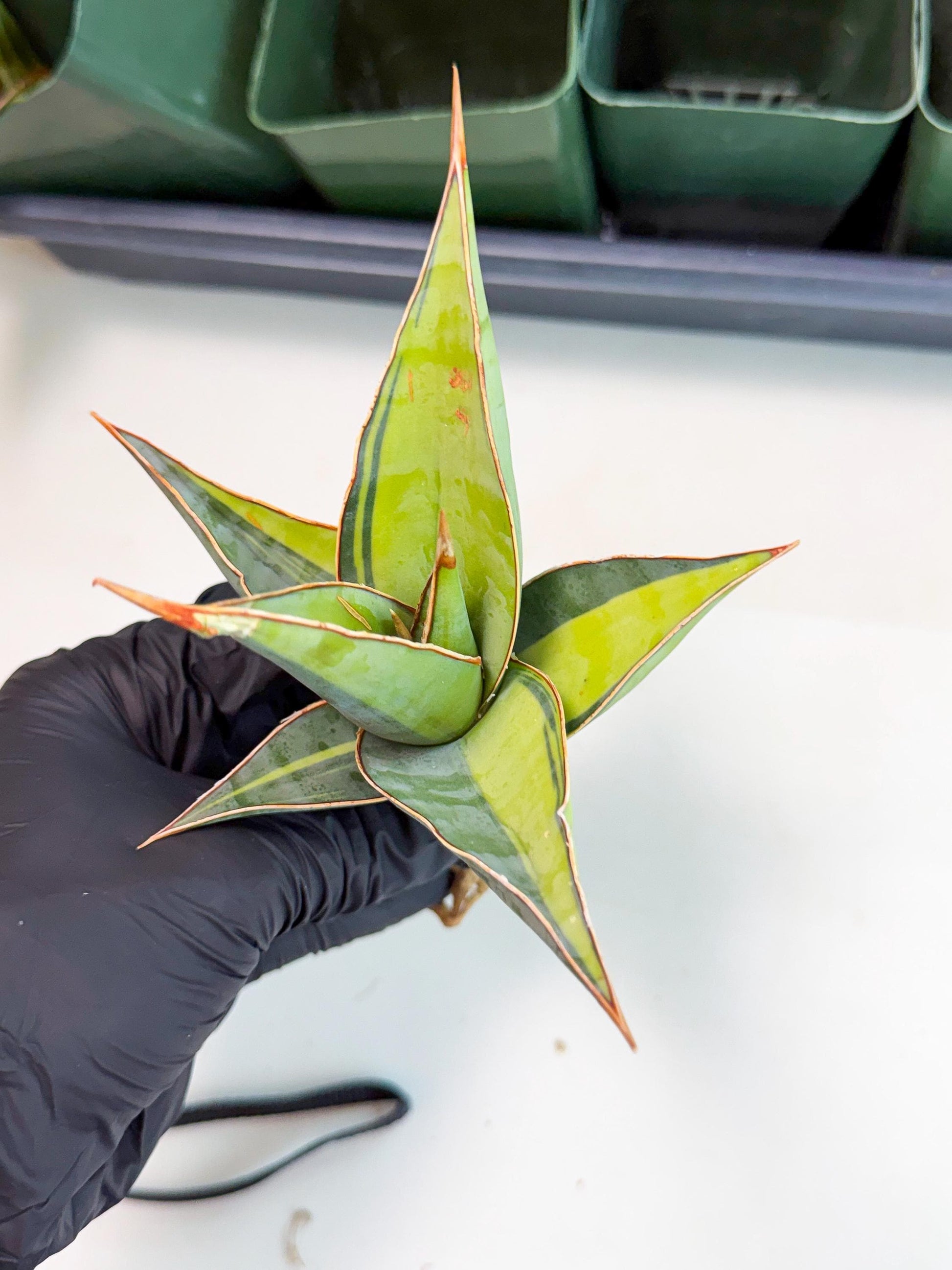 Sansevieria Pinguicula Var (5) | ONLY for ADVANCE GROWER