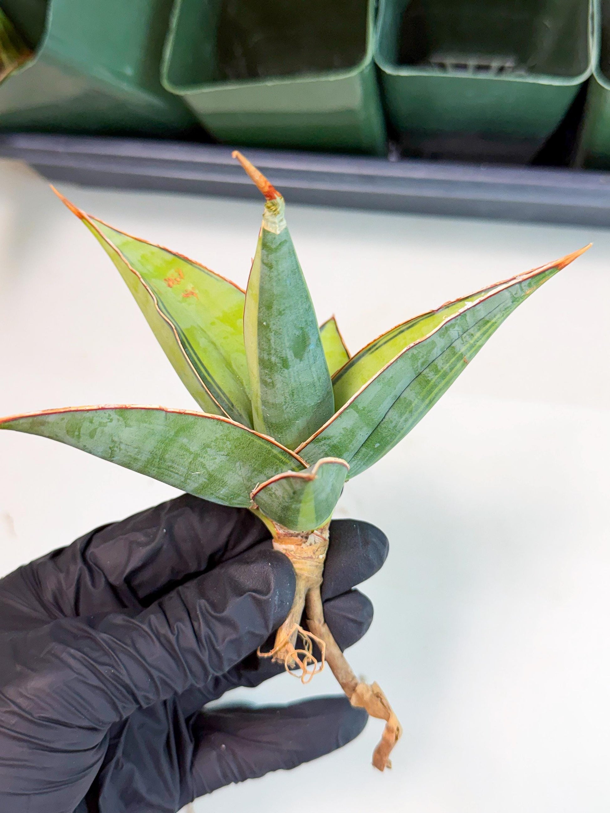 Sansevieria Pinguicula Var (5) | ONLY for ADVANCE GROWER