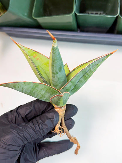 Sansevieria Pinguicula Var (5) | ONLY for ADVANCE GROWER