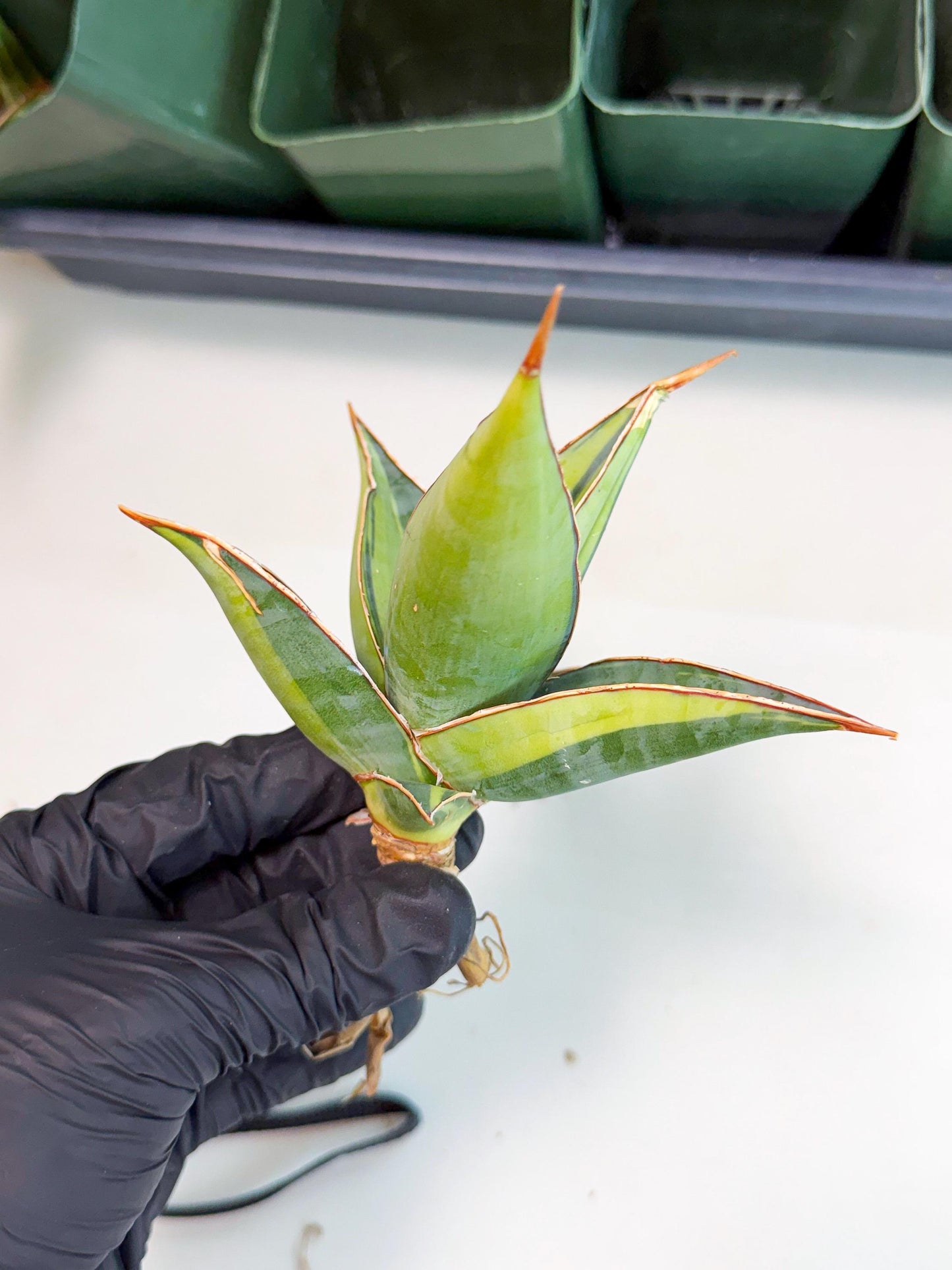 Sansevieria Pinguicula Var (5) | ONLY for ADVANCE GROWER