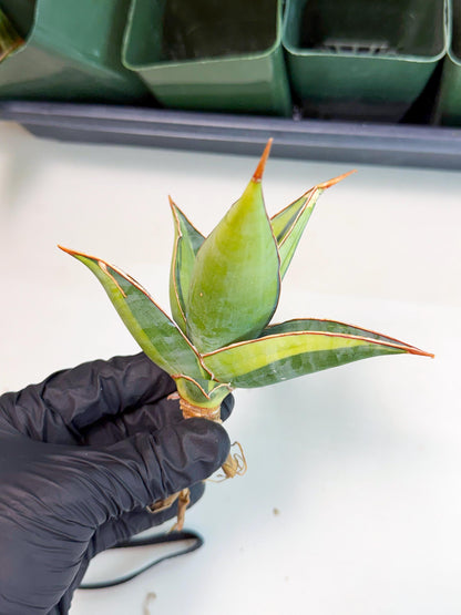 Sansevieria Pinguicula Var (5) | ONLY for ADVANCE GROWER