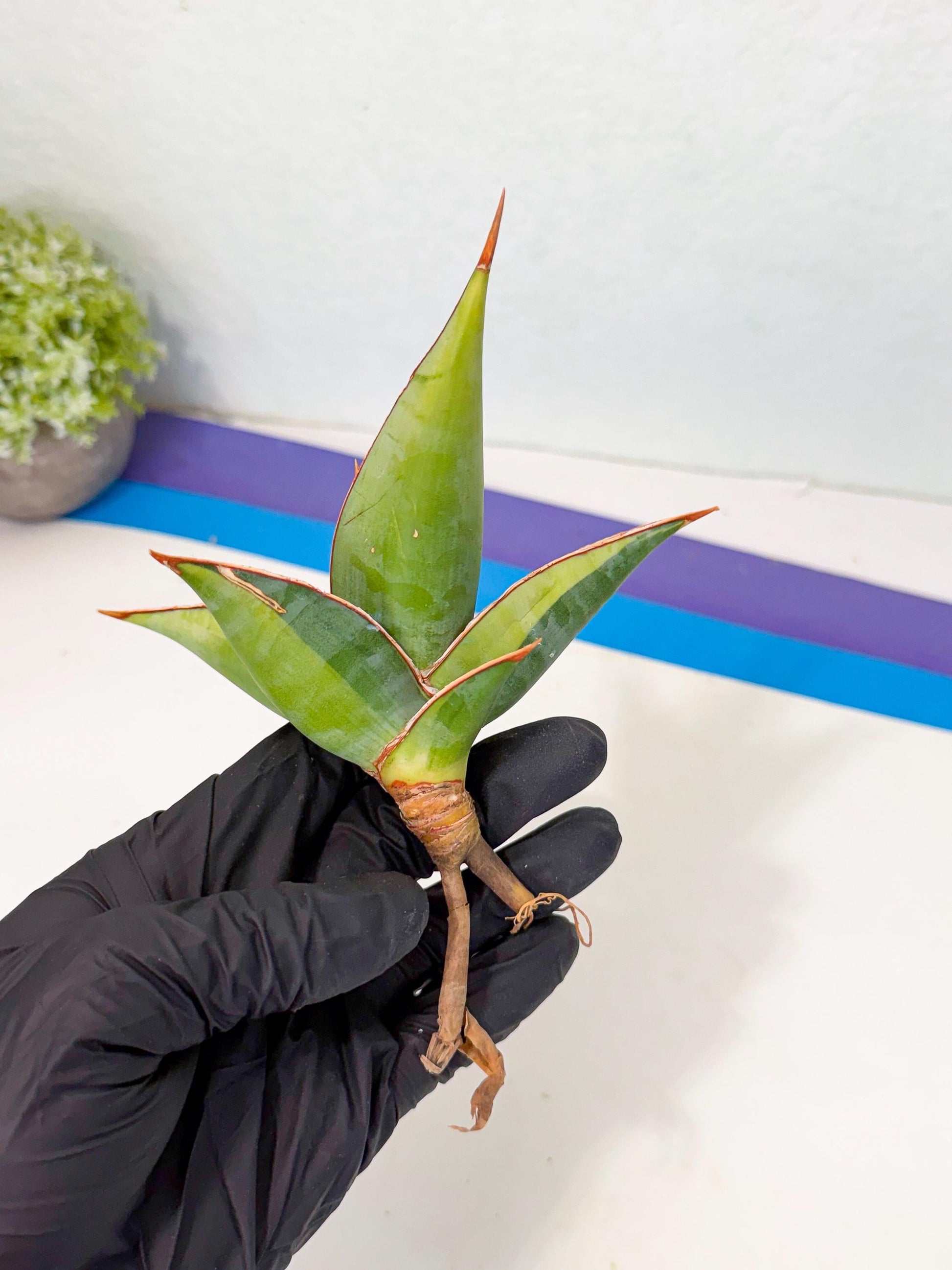 Sansevieria Pinguicula Var (5) | ONLY for ADVANCE GROWER