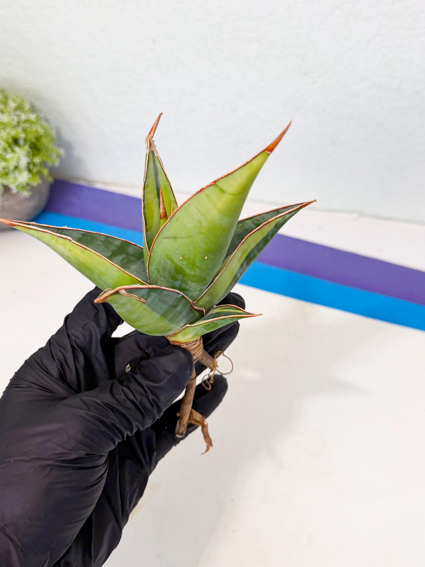 Sansevieria Pinguicula Var (5) | ONLY for ADVANCE GROWER