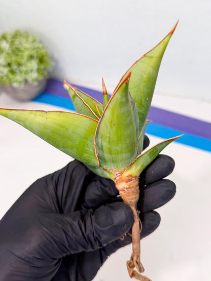 Sansevieria Pinguicula Var (5) | ONLY for ADVANCE GROWER