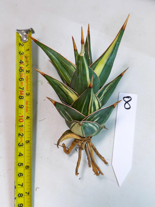 Sansevieria Pinguicula Var (8) | ONLY for ADVANCE GROWER