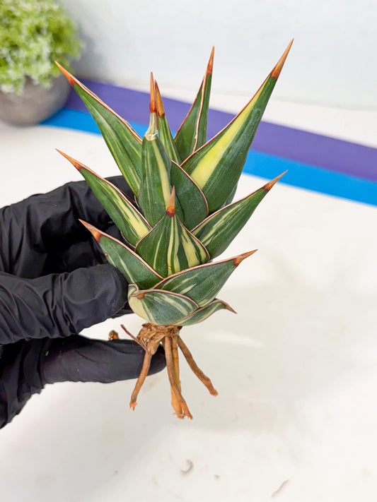Sansevieria Pinguicula Var (8) | ONLY for ADVANCE GROWER