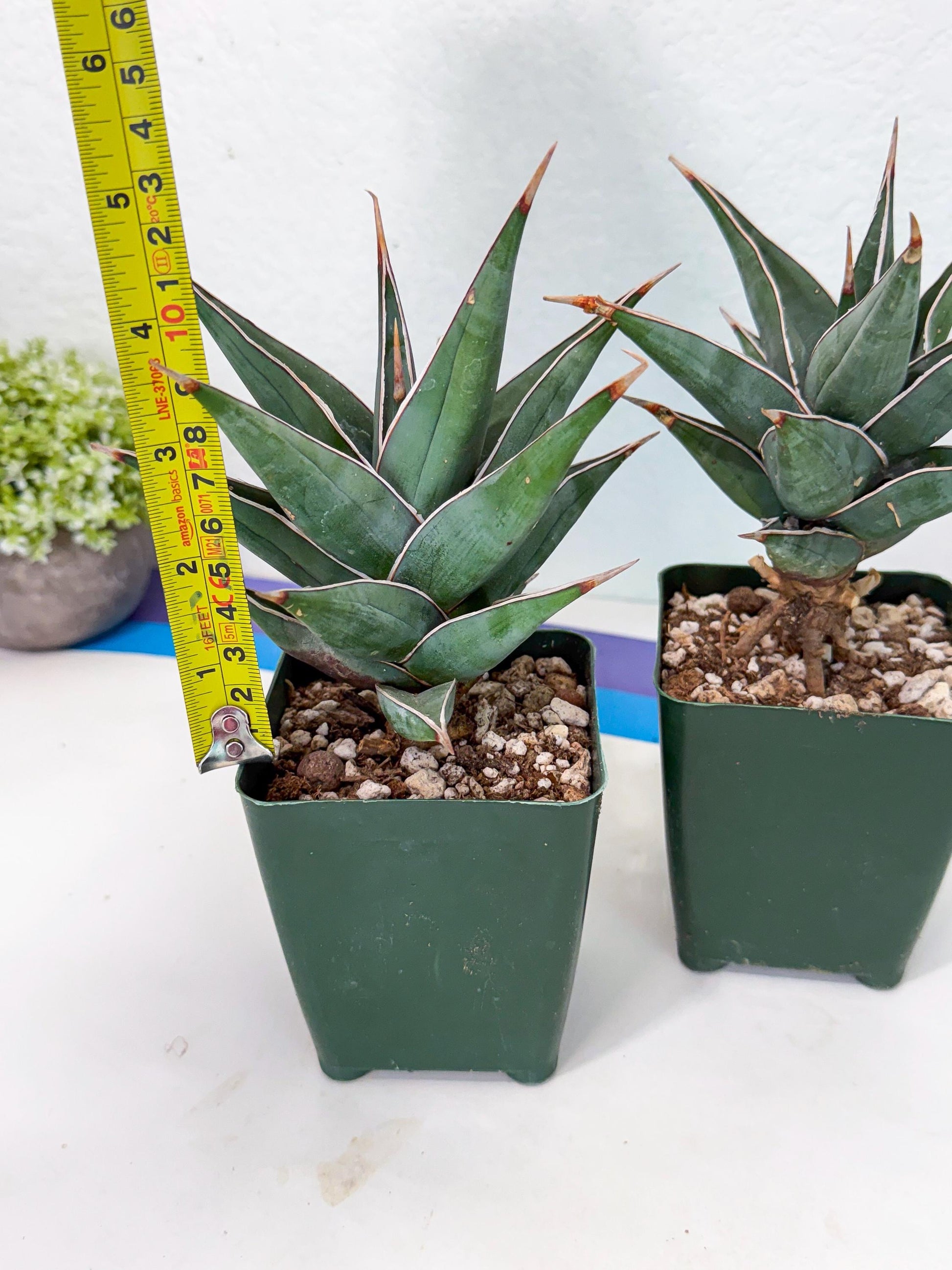 Sansevieria Pinguicula XL | Walking Sansevieria