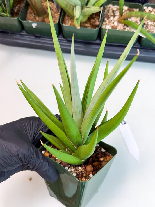 Sansevieria Bai bid (yy) (8) | Imported Sansevieria