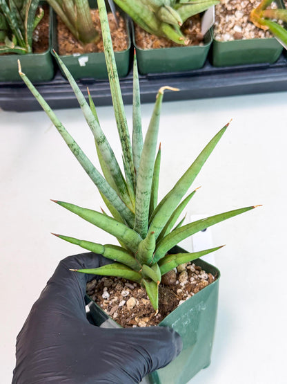 Sansevieria Thunder Stream (yy) (10) | rare Plant