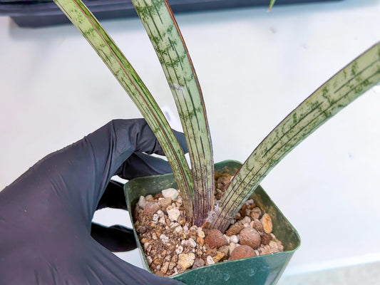 Sansevieria Sogun (yy) (11) | Rare Hybrid