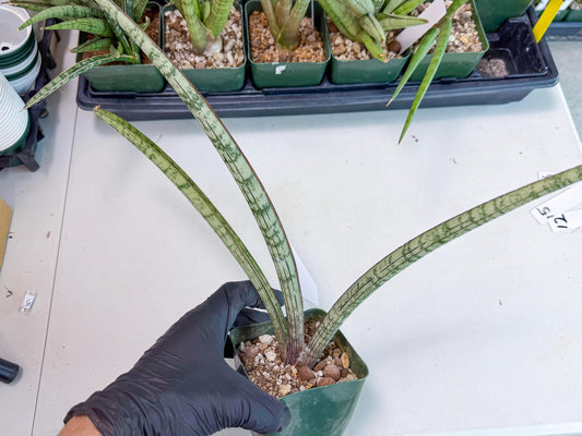 Sansevieria Sogun (yy) (11) | Rare Hybrid