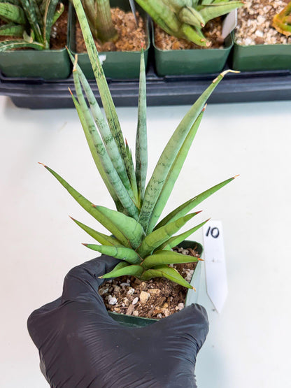 Sansevieria Thunder Stream (yy) (10) | rare Plant