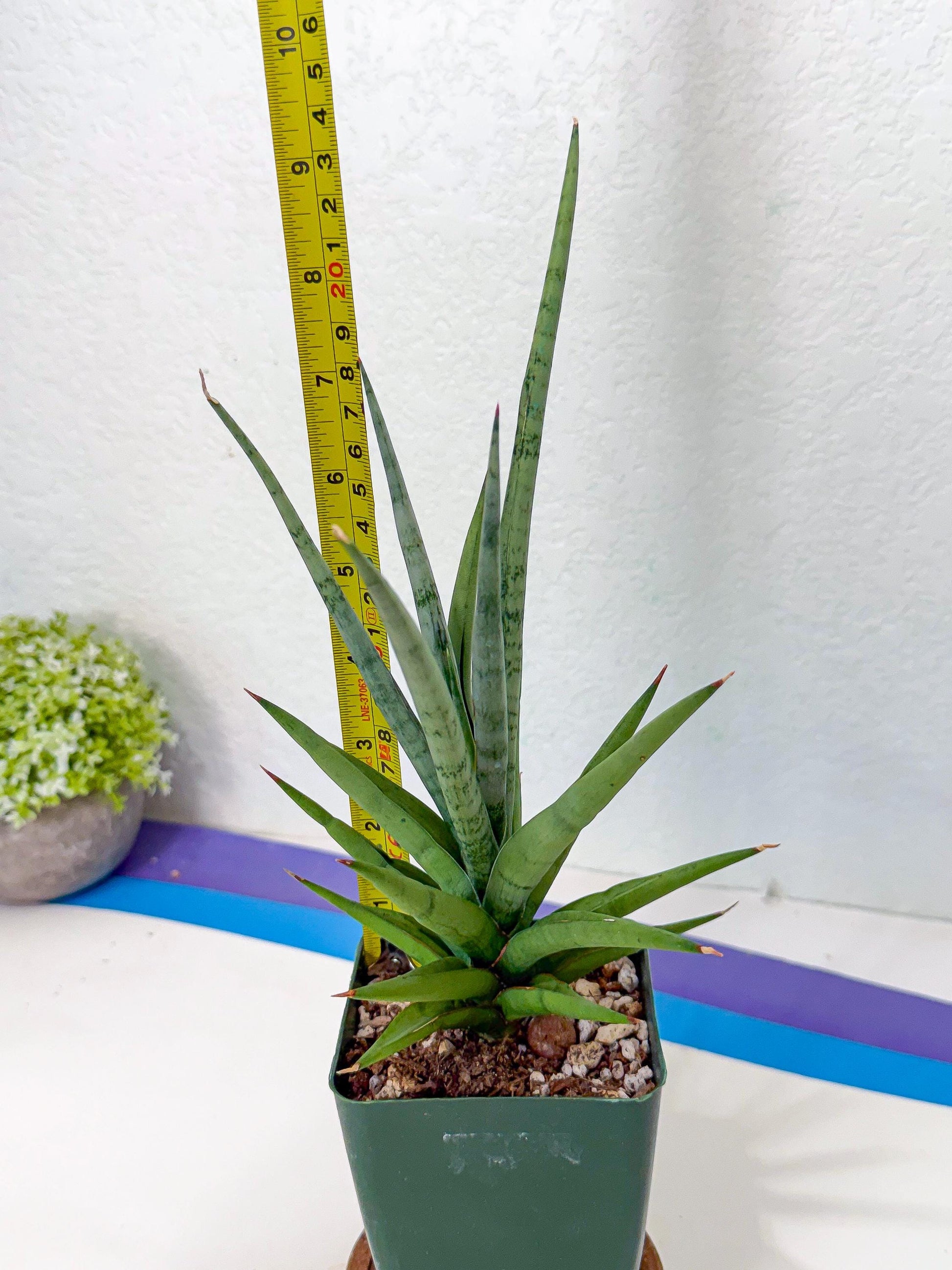 Sansevieria Thunder Stream (yy) (10) | rare Plant