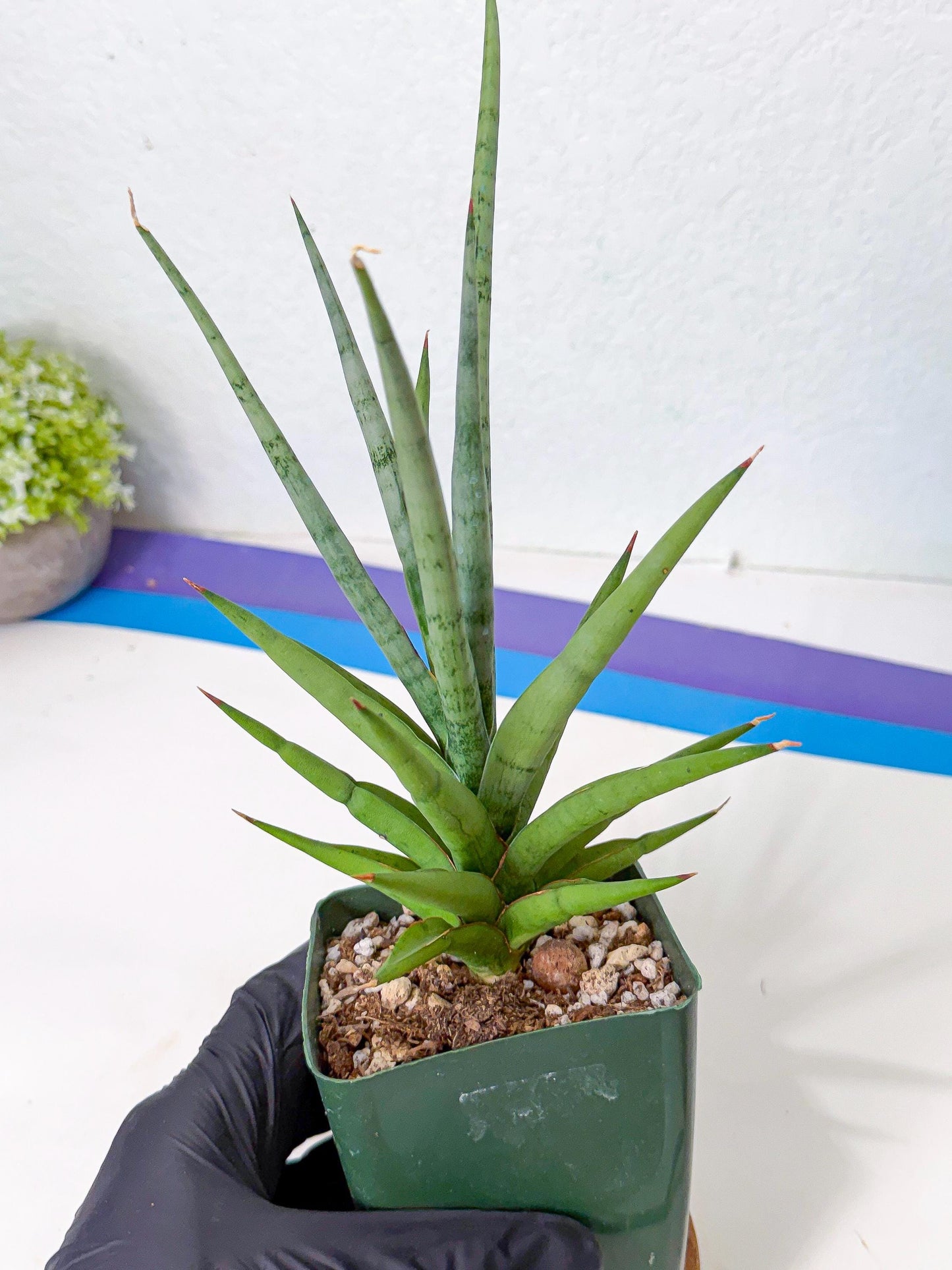 Sansevieria Thunder Stream (yy) (10) | rare Plant