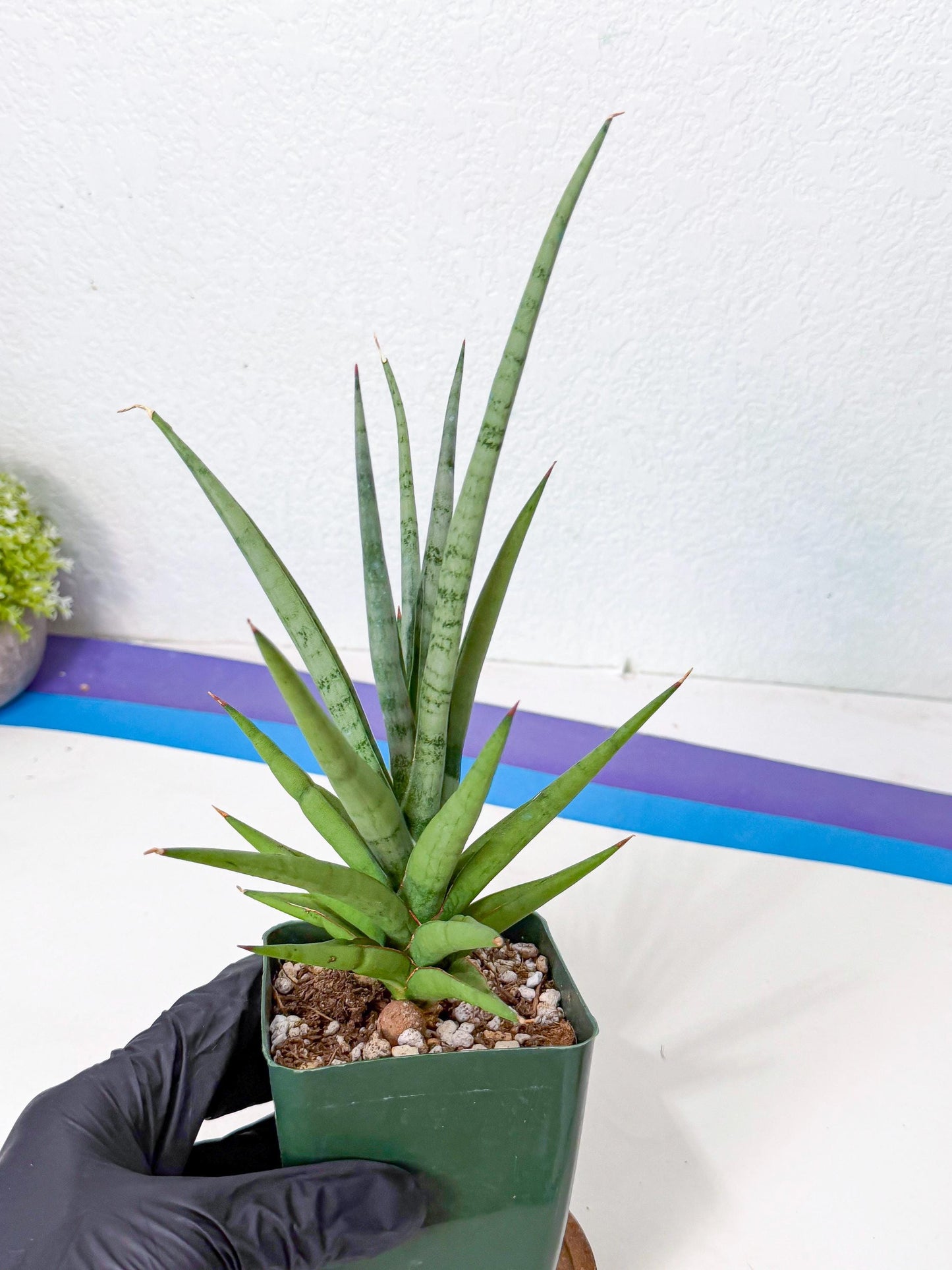 Sansevieria Thunder Stream (yy) (10) | rare Plant
