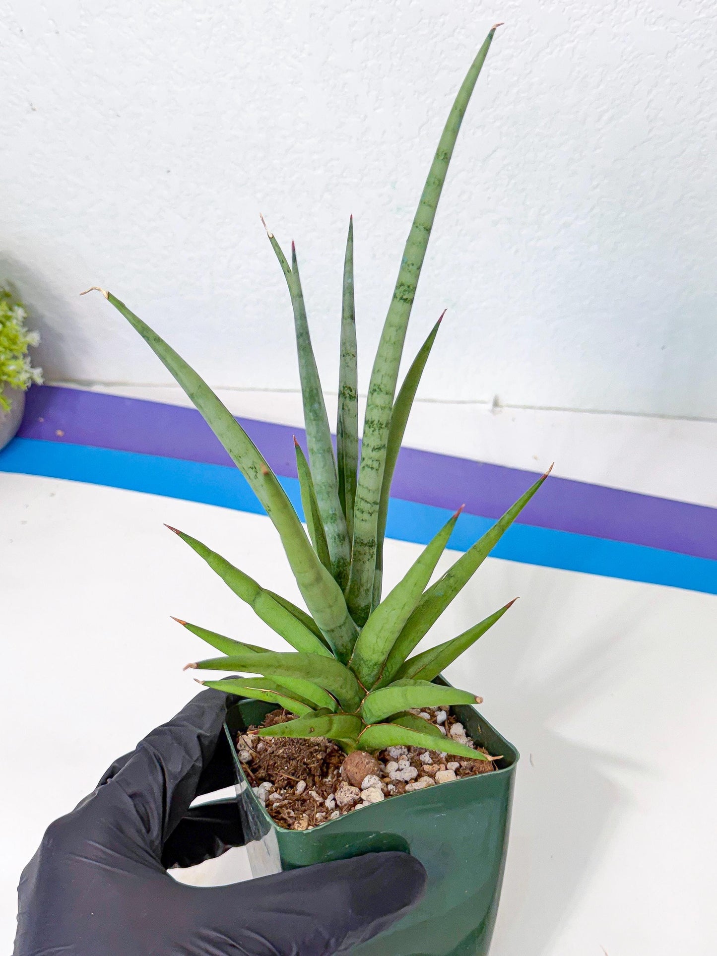 Sansevieria Thunder Stream (yy) (10) | rare Plant