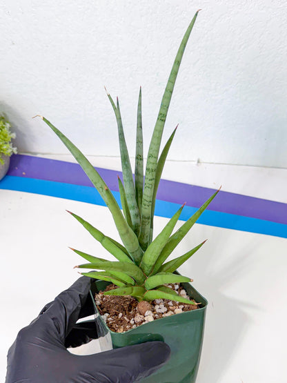 Sansevieria Thunder Stream (yy) (10) | rare Plant