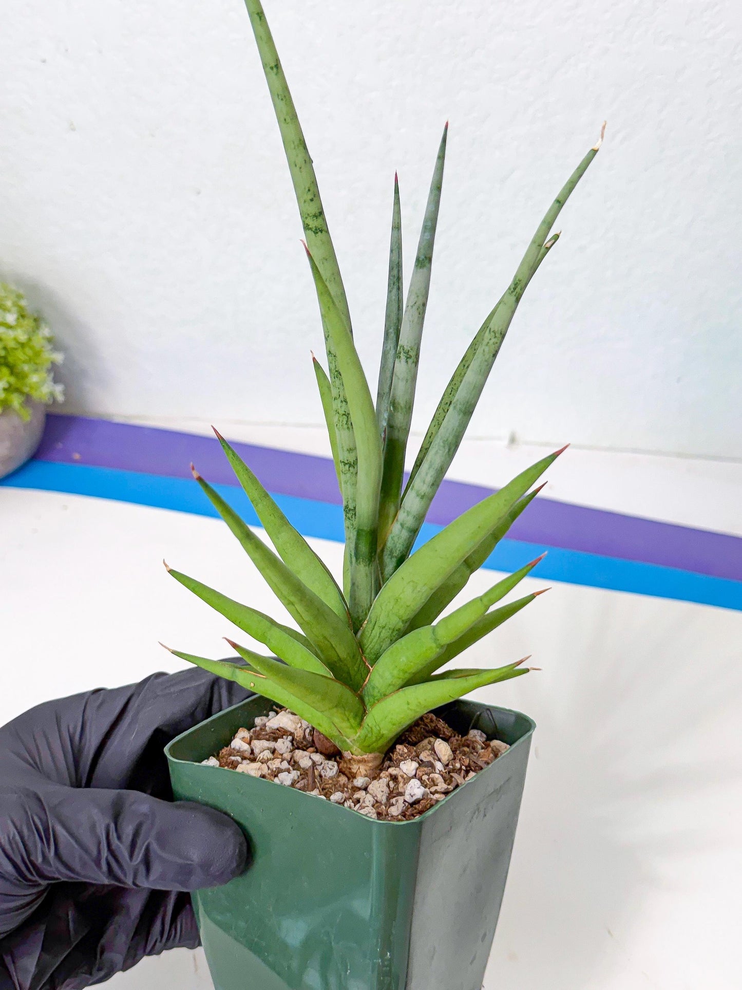 Sansevieria Thunder Stream (yy) (10) | rare Plant