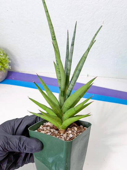 Sansevieria Thunder Stream (yy) (10) | rare Plant