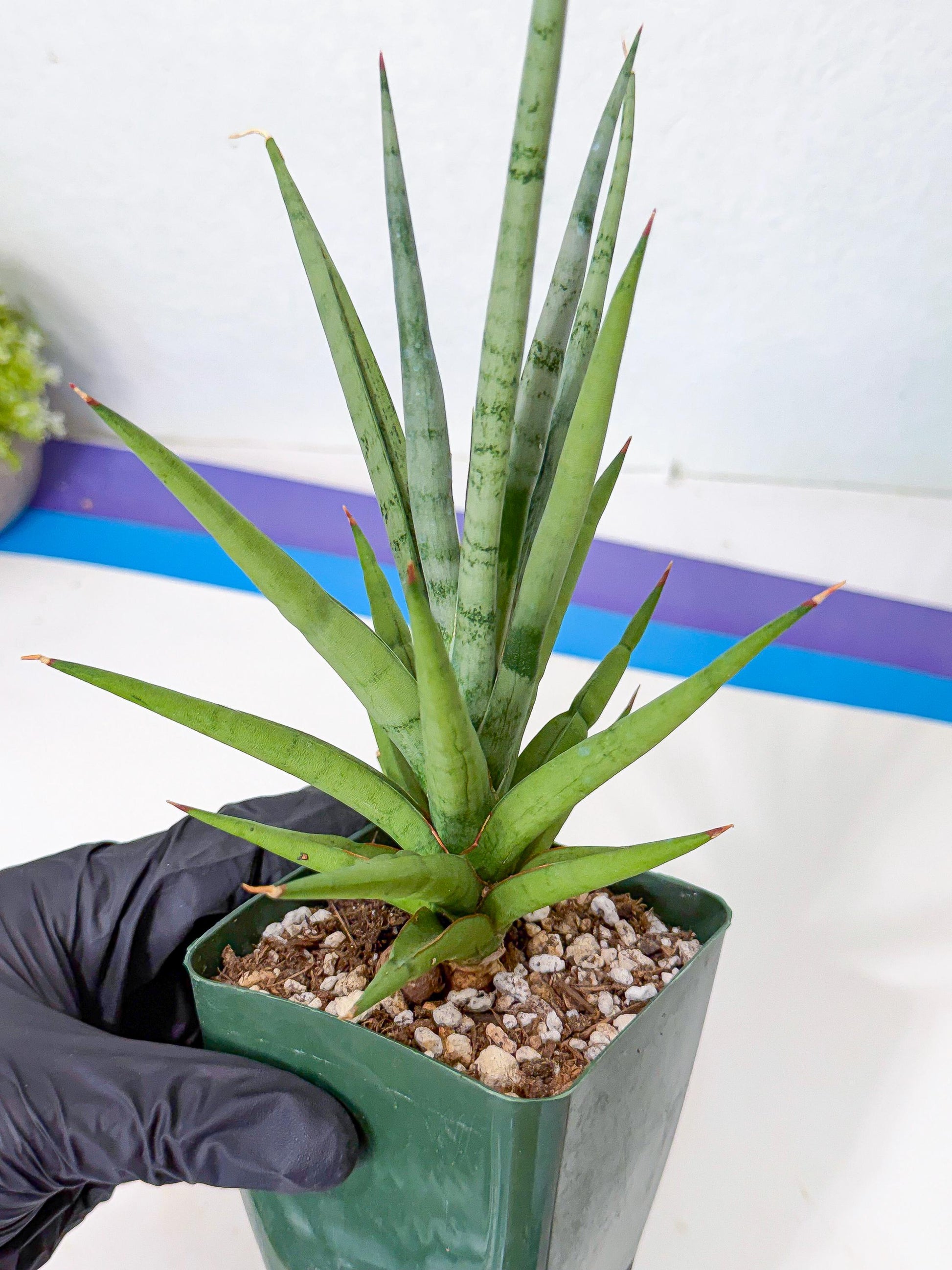 Sansevieria Thunder Stream (yy) (10) | rare Plant