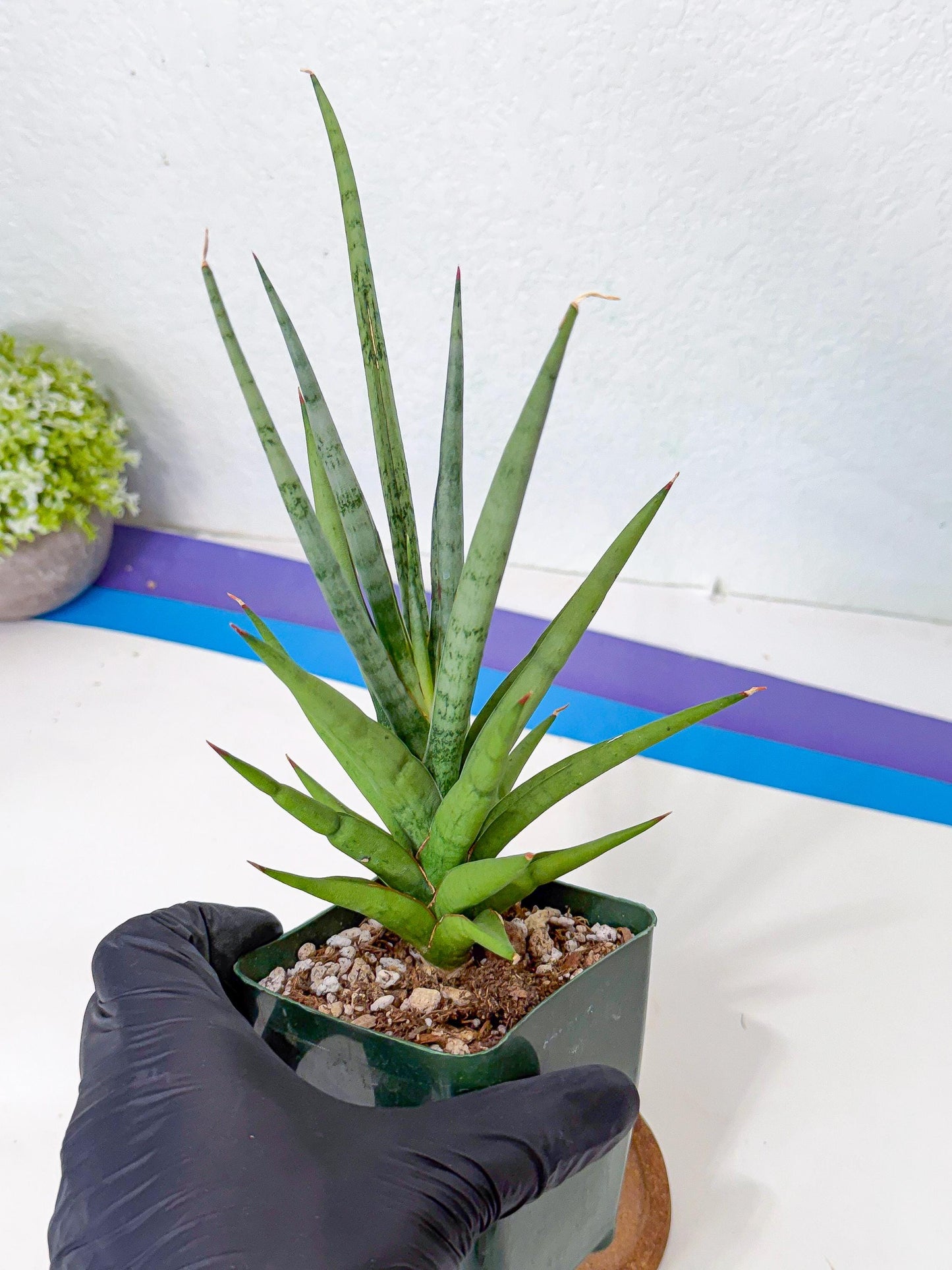 Sansevieria Thunder Stream (yy) (10) | rare Plant