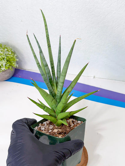 Sansevieria Thunder Stream (yy) (10) | rare Plant