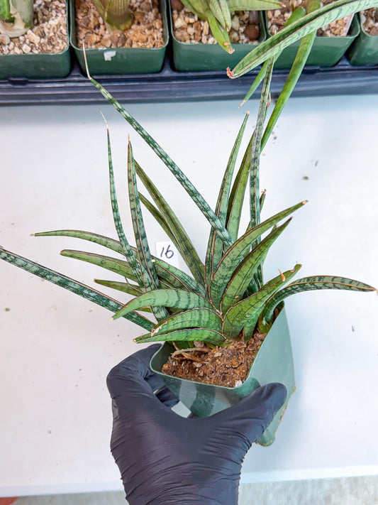 Sansevieria Crown up (yy) (16) | Imported Sansevieria