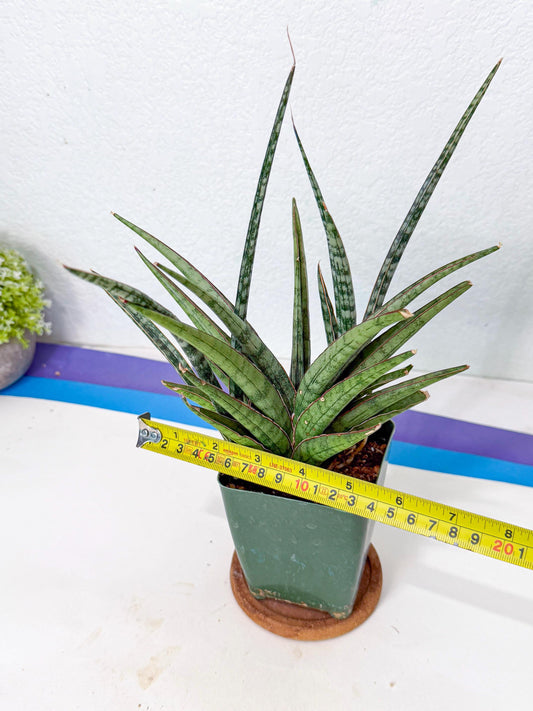 Sansevieria Crown up (yy) (16) | Imported Sansevieria