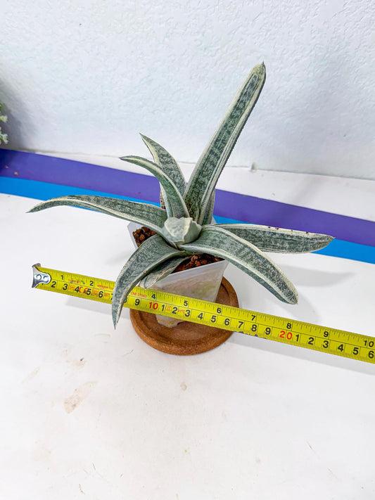 Gasteria Batesiana White Var (y) | Imported Succulent