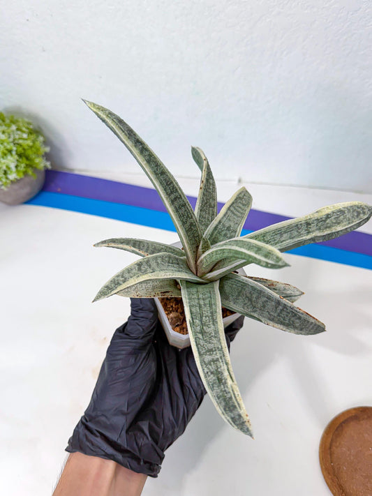 Gasteria Batesiana White Var (y) | Imported Succulent