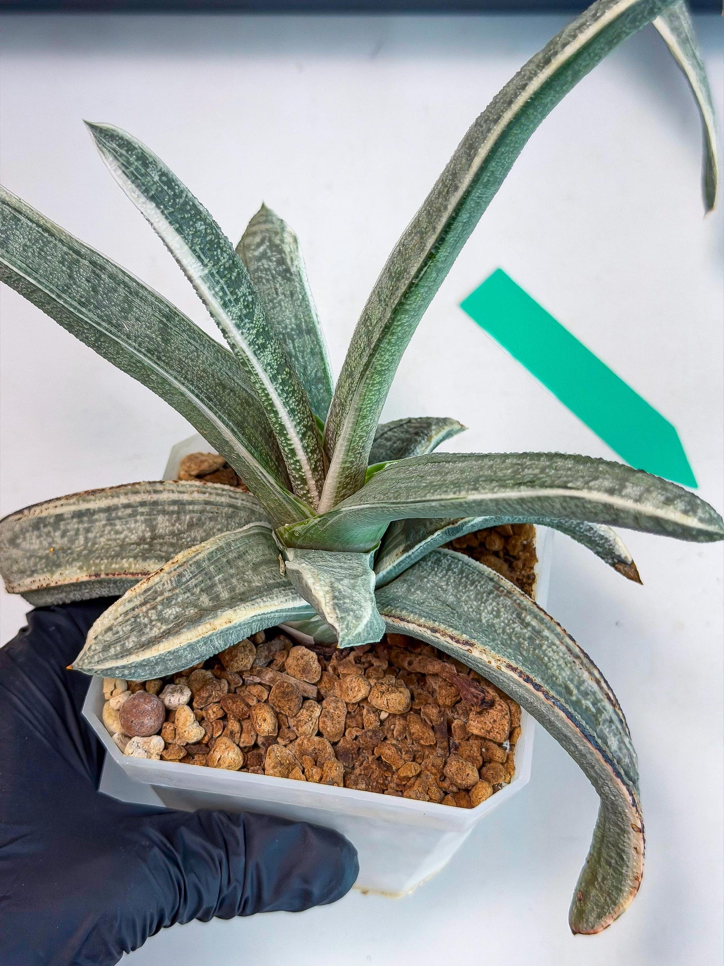 Gasteria Batesiana White Var (g) | Imported Succulent