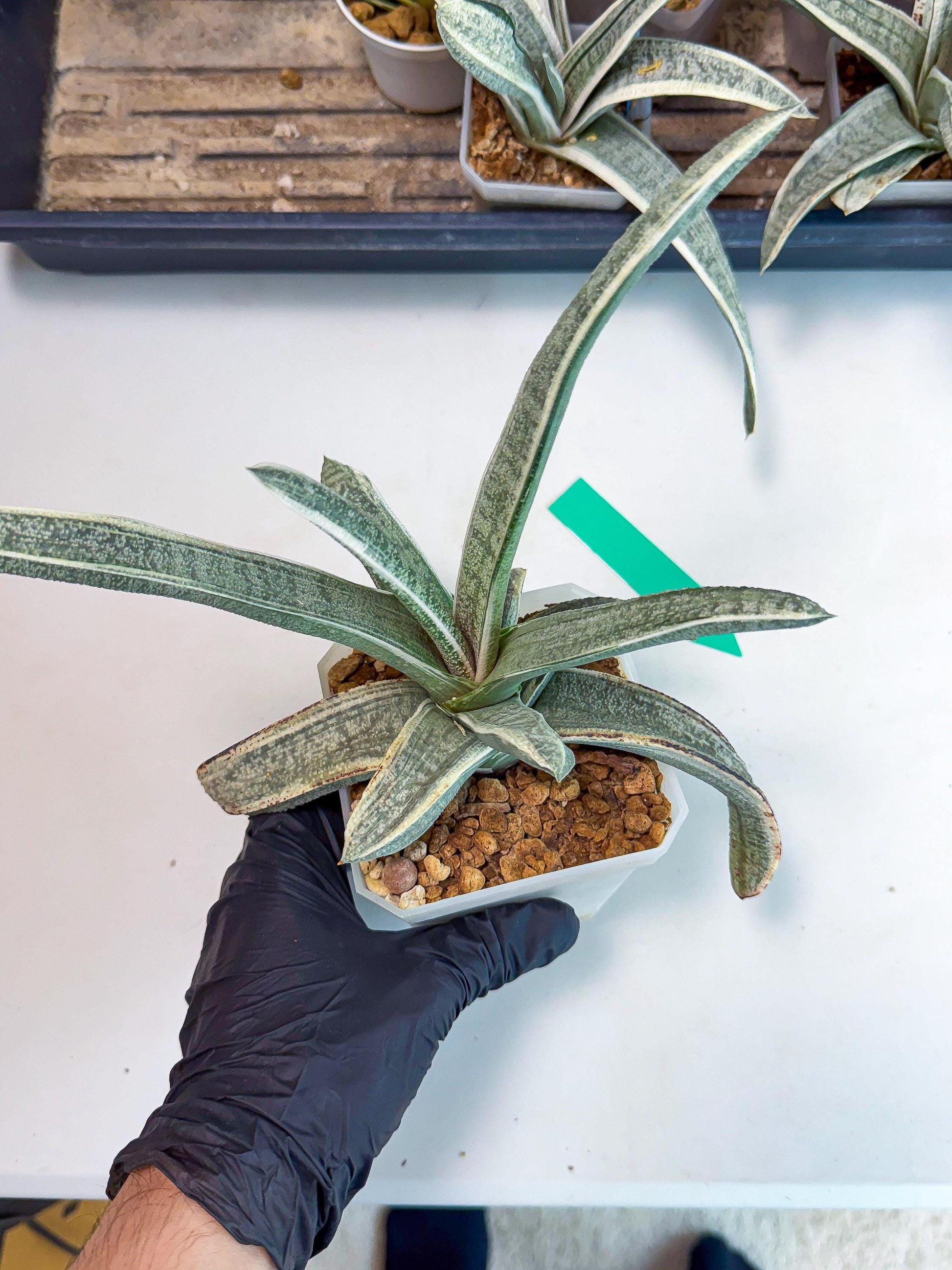 Gasteria Batesiana White Var (g) | Imported Succulent